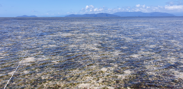 Green Island Intertidal seagrass