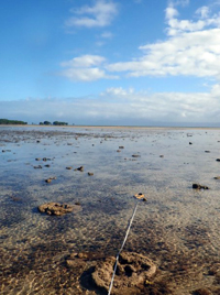 Low Isles Subtidal monitoring