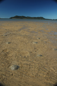 Lugger Bay seagrass