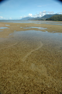 Dugong Grazing Trails 