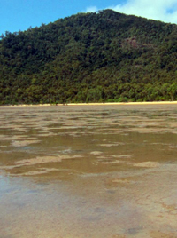 Goold island seagrass