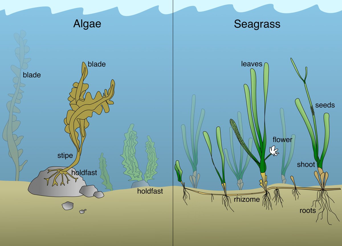 What is seagrass