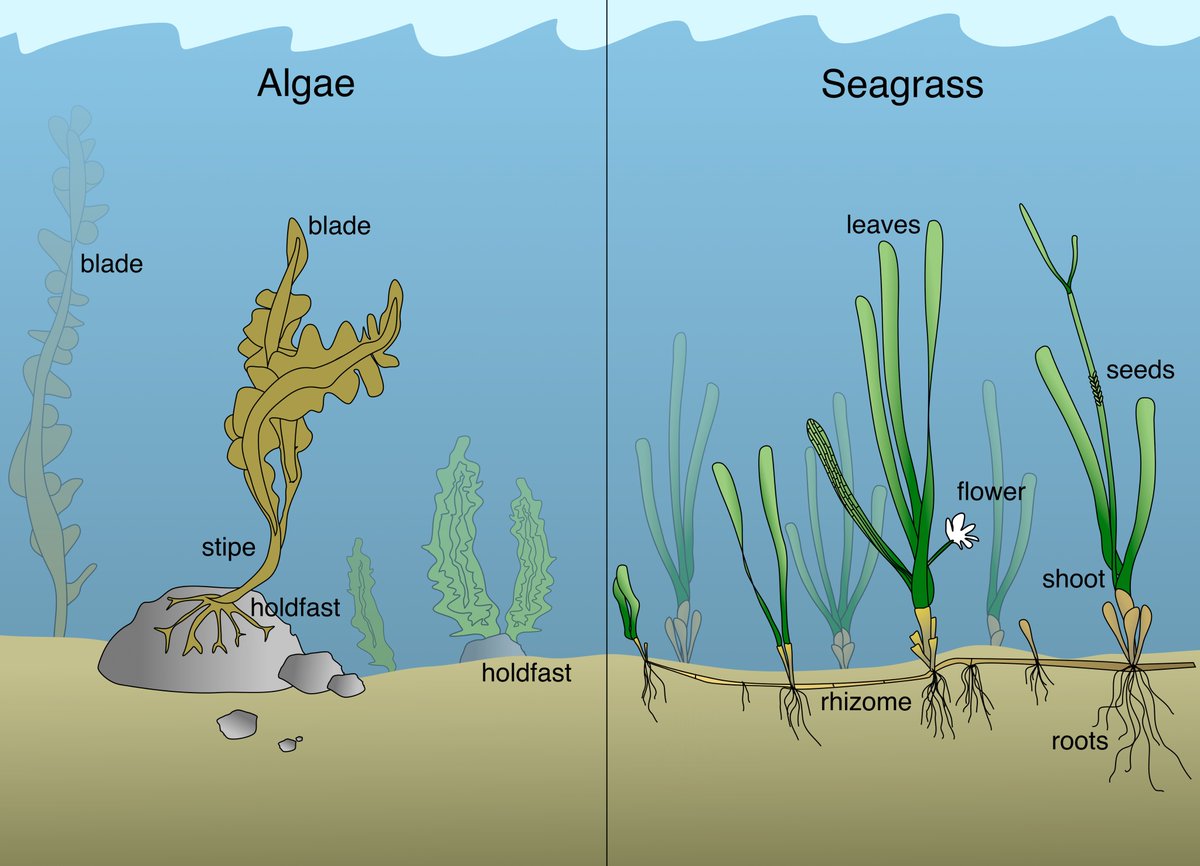 World Seagrass Day – What is it all about?