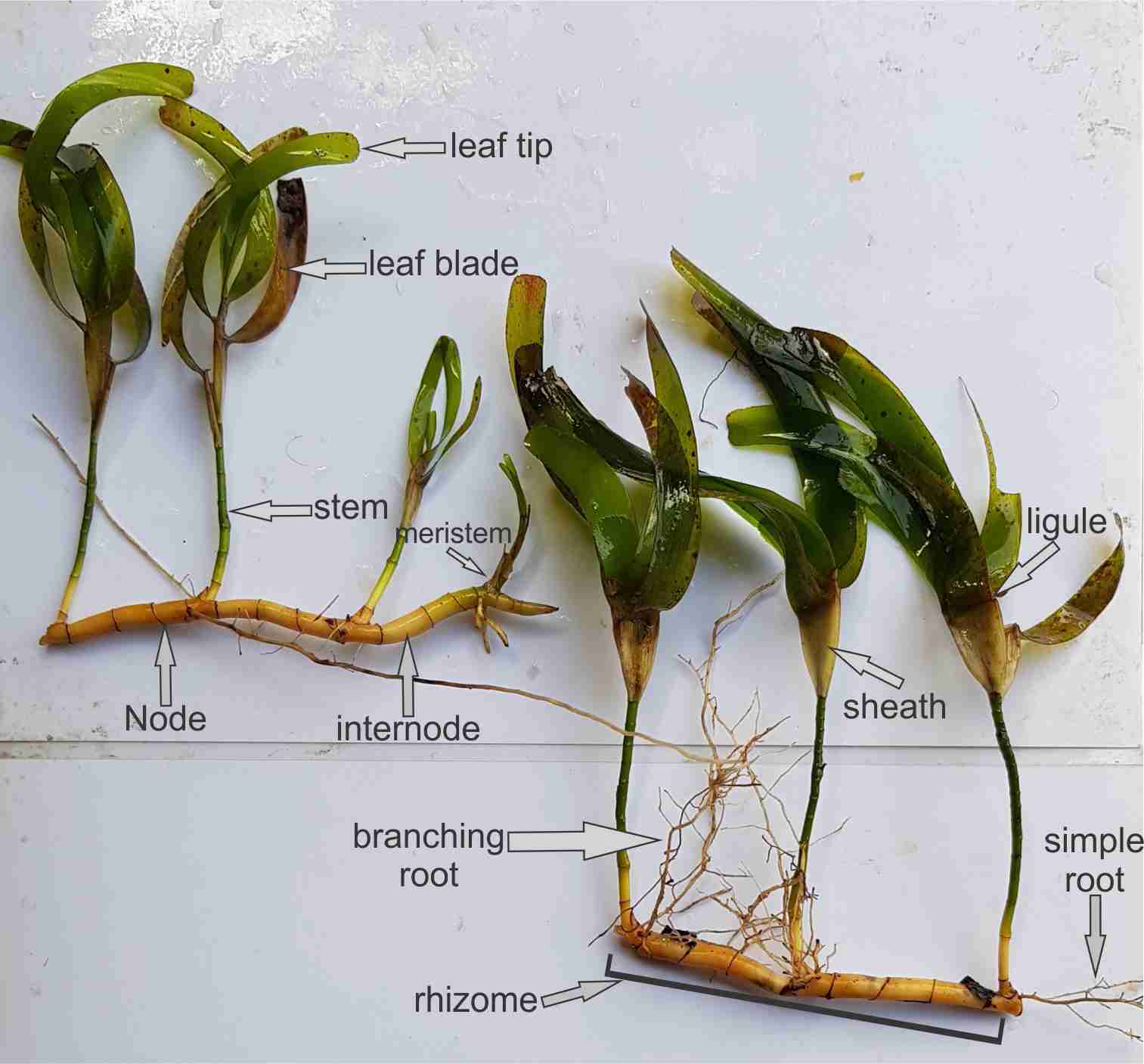 How to identify Seagrass | Seagrass-Watch