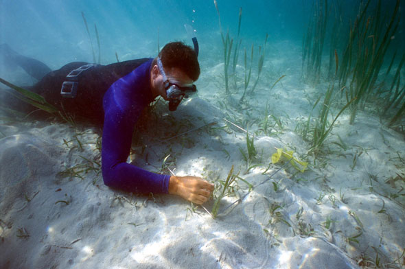 Len McKenzie assessing seagrass - Russell Islands, Solomon Islands