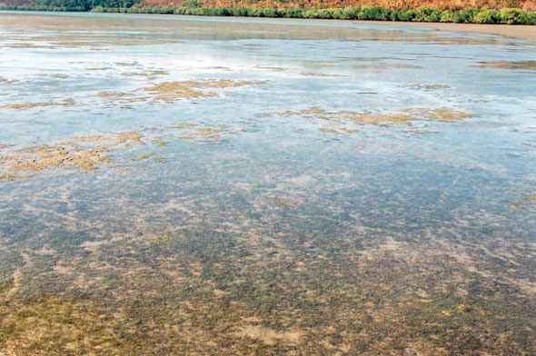 seagrass with dugong grazing trails at Booral Wetlands