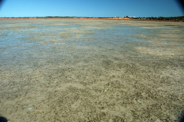 Roebuck Bay seagrass meadows with dugong feeding trails