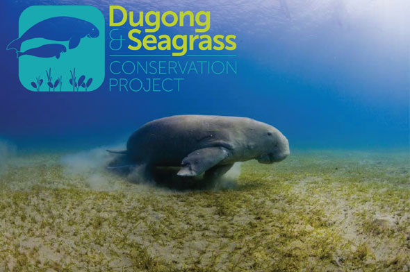 Dugong swimming over seagrass. Image courtesy Fergus Kennedy