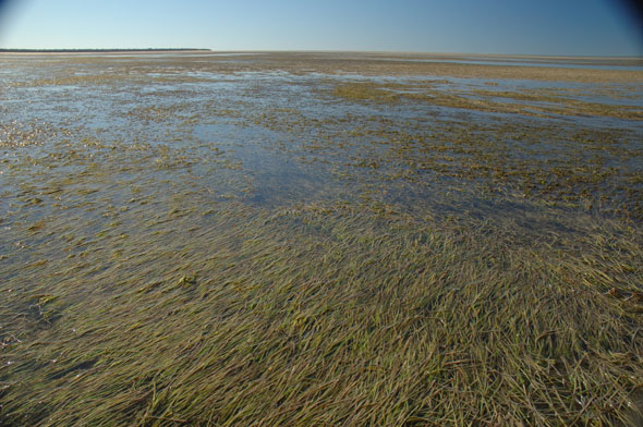 Zostera meadow at Sirenia Beachm Hervey Bay