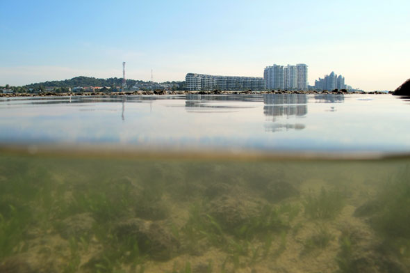 seagrass on fring reeef - Tekukor, Singapore