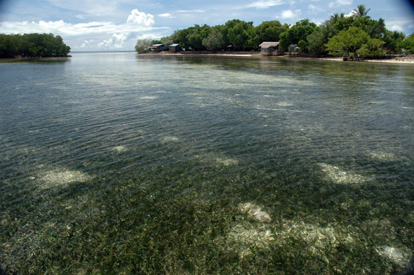 seagrass on reef flat at Nahlap Island, Pohnpei