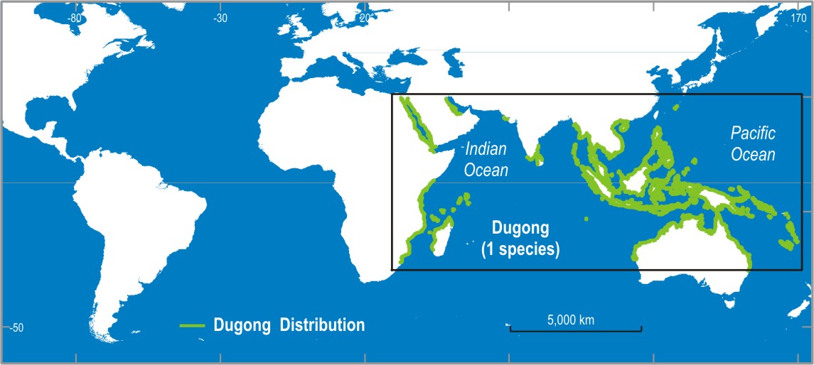 Dugong | Seagrass-Watch