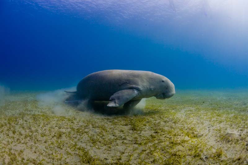 Dugong | Seagrass-Watch