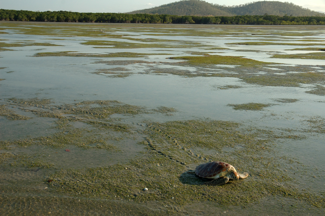 Midge Point seagrass 