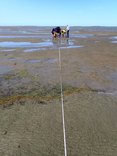 What is Monitoring? | Seagrass-Watch