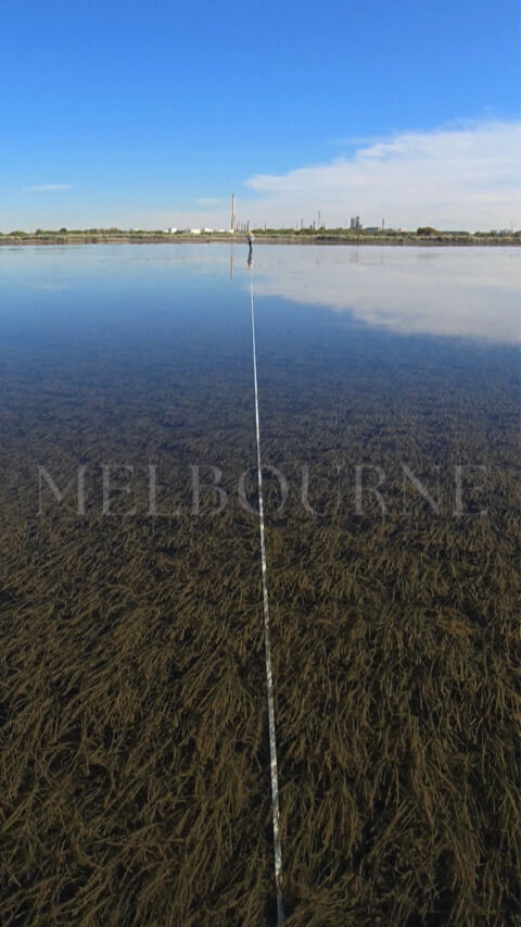 New Seagrass-Watch permanent transect monitoring site established in victora.
Located next to Altona Coastal Park, Hobsons Bay (Melbourne), the site is dominated by Heterozostera tasmanica/nigricaulis.
#seagrasswatch #seagrassfutures #Heterozostera #tasmanica #nigricaulis #hobsonsbay #portphillip #altona #Melbourne #seagrassmeadows #seagrassmonitoring #marinescience
