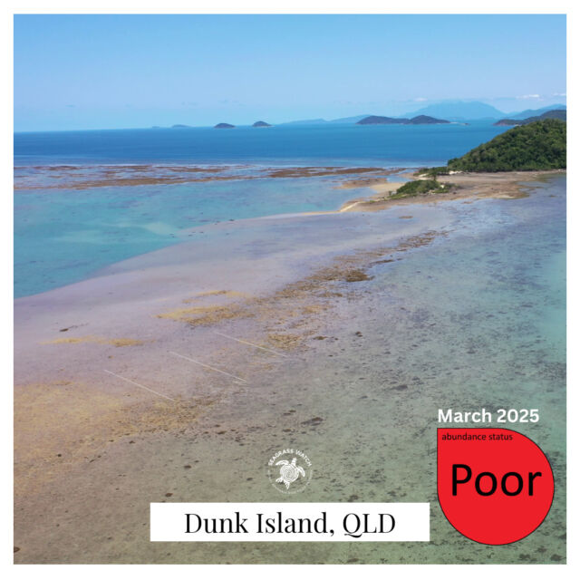On Dunk Island, the seagrass meadow extent continues to recover, but both sites remain in a POOR state.
Dugong grazing trails were observed at both sites
#seagrass #seagrasswatch #seagrassfutures #greatbarrierreef #marinescience #seagrassresearch #mmp #globalseagrassobservingnetwork #globalseagrassmonitoring #greatbarrierreefmarinemonitoringprogram #dunkisland #missionbeach #seagrassmonitoring #permanenttransects #intertidalmonitoring