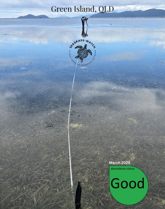 Seagrass on Green Island has recovered to a GOOD state, after declining from Good to Fair in early 2024 due to Tropical Cyclone Jasper 
#seagrass #seagrasswatch #seagrassfutures #greatbarrierreef #marinescience #seagrassresearch #mmp #globalseagrassobservingnetwork #globalseagrassmonitoring #greatbarrierreefmarinemonitoringprogram #greenisland #cairns #seagrassmonitoring #permanenttransects #intertidalmonitoring