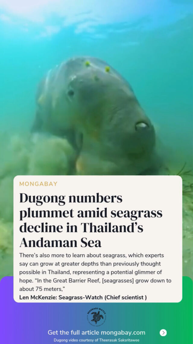 New article: Dugong numbers plummet amid seagrass decline in Thailand’s Andaman Sea
https://news.mongabay.com/2025/04/dugong-numbers-plummet-amid-seagrass-decline-in-thailands-andaman-sea/
👉Link in bio above
Dugong video courtesy of @popumon 
#seagrass #seagrasswatch #thailand #dugong #phuket #andamansea #thelastdugongofthailand
