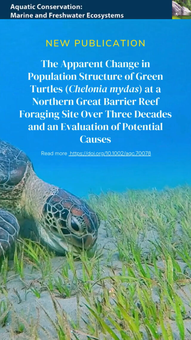 NEW PUBLICATION: The Apparent Change in Population Structure of Green Turtles (Chelonia mydas) at a Northern Great Barrier Reef Foraging Site Over Three Decades and an Evaluation of Potential Causes in Aquatic Conservation
👉Link in bio above
http://dx.doi.org/10.1002/aqc.70078
#seagrass #GBR #Greatbarrierreef #Cheloniamydas #greenturtle #seagrasswatch #seagrassfutures